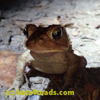 /home//u458753944/public_html/sourcegallery///Toads/P06/PA060120.JPG