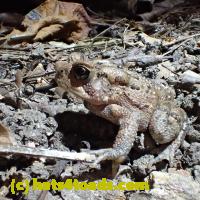 /home//u458753944/public_html/sourcegallery///Toads/P06/PA070149.JPG
