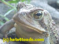 /home//u458753944/public_html/sourcegallery///Toads/P11/P1100181.JPG
