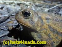 /home//u458753944/public_html/sourcegallery///Toads/P11/P1120043.JPG