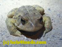 /home//u458753944/public_html/sourcegallery///Toads/P11/P1120064.JPG