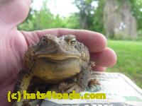 /home//u458753944/public_html/sourcegallery///Toads/P11/P1120430.JPG