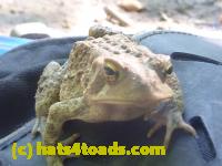 /home//u458753944/public_html/sourcegallery///Toads/P11/P1120592.JPG