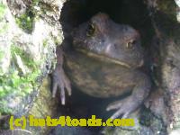 /home//u458753944/public_html/sourcegallery///Toads/P11/P1120702.JPG