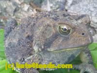 /home//u458753944/public_html/sourcegallery///Toads/P11/P1120753.JPG