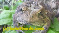 /home//u458753944/public_html/sourcegallery///Toads/P11/P1120762.JPG