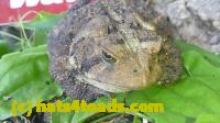 /home//u458753944/public_html/sourcegallery///Toads/P11/P1120773.JPG