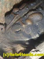 /home//u458753944/public_html/sourcegallery///Toads/P11/P1120790.JPG
