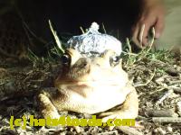 /home//u458753944/public_html/sourcegallery///Toads/P42/P4220104.JPG