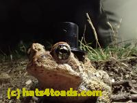 /home//u458753944/public_html/sourcegallery///Toads/P42/P4220108.JPG
