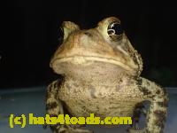 /home//u458753944/public_html/sourcegallery///Toads/P42/P4280755.JPG