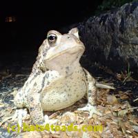 /home//u458753944/public_html/sourcegallery///Toads/P51/P5100425.JPG