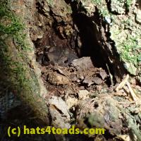 /home//u458753944/public_html/sourcegallery///Toads/P60/P6030655.JPG