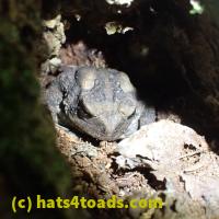 /home//u458753944/public_html/sourcegallery///Toads/P60/P6040657.JPG