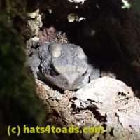 /home//u458753944/public_html/sourcegallery///Toads/P60/P6040658.JPG