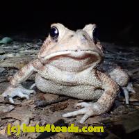 /home//u458753944/public_html/sourcegallery///Toads/P62/P6220190.JPG