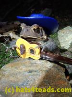 /home//u458753944/public_html/sourcegallery///Toads/P81/P8130032.JPG