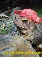 /home//u458753944/public_html/sourcegallery///Toads/P81/P8130039.JPG
