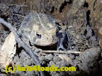 /home//u458753944/public_html/sourcegallery///Toads/P81/P8130042.JPG