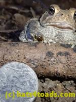 /home//u458753944/public_html/sourcegallery///Toads/P81/P8130048.JPG