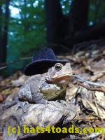 /home//u458753944/public_html/sourcegallery///Toads/P81/P8140052.JPG