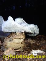 /home//u458753944/public_html/sourcegallery///Toads/P81/P8140059.JPG