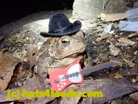 /home//u458753944/public_html/sourcegallery///Toads/P81/P8140075.JPG