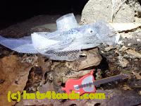/home//u458753944/public_html/sourcegallery///Toads/P81/P8140079.JPG
