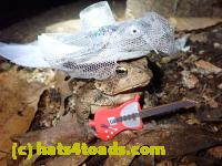 /home//u458753944/public_html/sourcegallery///Toads/P81/P8140080.JPG