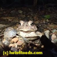 /home//u458753944/public_html/sourcegallery///Toads/P91/P9180777.JPG