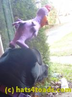 /home//u458753944/public_html/sourcegallery//Chickens/Cookie/P1100715.JPG