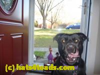 /home//u458753944/public_html/sourcegallery//Chickens/Cookie/P1100722.JPG