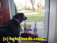 /home//u458753944/public_html/sourcegallery//Chickens/Cookie/P1100723.JPG