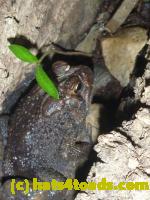 /home//u458753944/public_html/sourcegallery//Toads/P10/P1060858.JPG