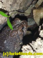 /home//u458753944/public_html/sourcegallery//Toads/P10/P1060860.JPG