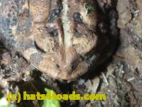 /home//u458753944/public_html/sourcegallery//Toads/P10/P1060862.JPG