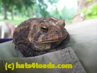 /home//u458753944/public_html/sourcegallery//Toads/P10/P1060865.JPG