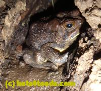/home//u458753944/public_html/sourcegallery//Toads/P10/P1060937.JPG