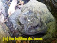 /home//u458753944/public_html/sourcegallery//Toads/P10/P1060995.JPG