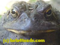 /home//u458753944/public_html/sourcegallery//Toads/P10/P1060998.JPG