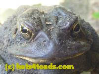 /home//u458753944/public_html/sourcegallery//Toads/P10/P1070001.JPG