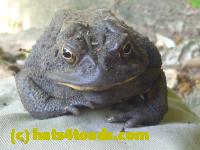 /home//u458753944/public_html/sourcegallery//Toads/P10/P1070005.JPG