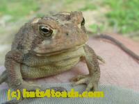 /home//u458753944/public_html/sourcegallery//Toads/P10/P1070298.JPG