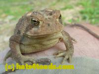 /home//u458753944/public_html/sourcegallery//Toads/P10/P1070299.JPG