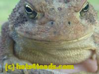 /home//u458753944/public_html/sourcegallery//Toads/P10/P1070302.JPG