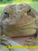 /home//u458753944/public_html/sourcegallery//Toads/P10/P1070311.JPG