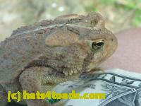 /home//u458753944/public_html/sourcegallery//Toads/P10/P1070315.JPG