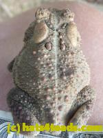 /home//u458753944/public_html/sourcegallery//Toads/P10/P1070322.JPG