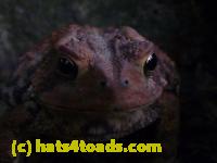 /home//u458753944/public_html/sourcegallery//Toads/P10/P1080164.JPG