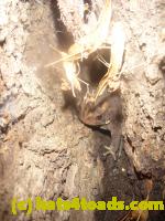 /home//u458753944/public_html/sourcegallery//Toads/P10/P1080191.JPG